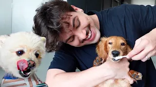 Um vídeo escovando os dentes dos meus cachorros pela 1ª vez