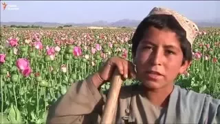 Урожай мака в Кандагаре - Afghanistan's opium trade