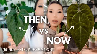 THEN vs NOW: baby anthuriums from bunny 🐰!