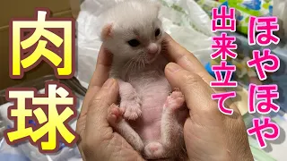 生後14日目の赤ちゃん子猫のプニプニの肉球が触りたくなる【保護猫】