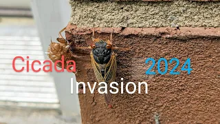 Cicada Invasion Has Started !!! #cicada  #animals