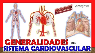 🥇CIRCULATORY SYSTEM in 18 Minutes!! (Cardiovascular system). Easy and simple!