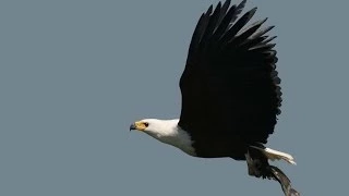 Call of the African Fish Eagle - Sony DEV5 - Filmed by Greg Morgan