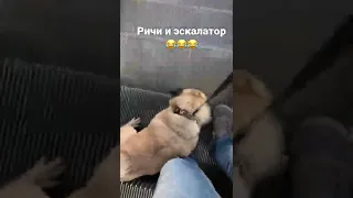 ПОДПИСЫВАЙСЯ⬇️чтобы всегда видить новые видео про Мопса Ричи🥰😘