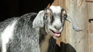 Farmer talks with goat