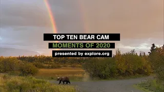 Top 10 Bear Cam Moments of 2020