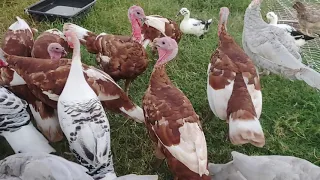 Wanna raise turkeys? Watch this first!!