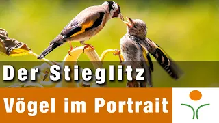 Vögel im Portrait 09 - Der Stieglitz / Distelfink