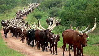 Millions Of Longhorn Cattle In America And Africa Are Raised This Way - Cattle Farming