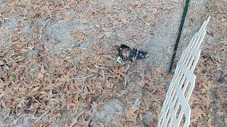 Something Is Eating My Chickens (Need Help)