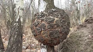 Человек в лесу говорит про дерево, про берёзу