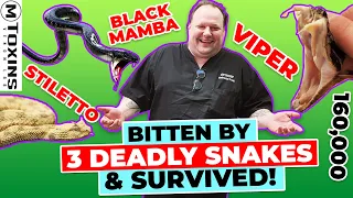 3 VENOMOUS SNAKE Bites! Black Mamba, Fer-de-lance, Stiletto Snakes! Snake Milking gone wrong!