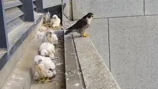 Peregrine Falcon, Wonderful moments with baby Falcon