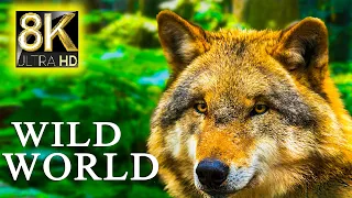 WILD WORLD in 8K ULTRA HD - Relaxing Music and Nature Sounds 8K TV
