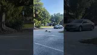 Iguana defends himself from a Raccoon in the streets of South Florida