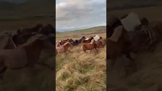 Carneddau ponies