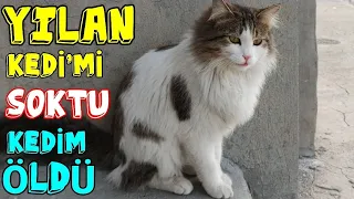 KEDİM İNEĞİ YILAN SOKTU 😢 Maya Onun Ölüm'üne Çok Üzüldü 😔 kedi videoları ✓ yavru kedi sesi cat