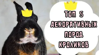 ТОП 5 ПОРОД ДЕКОРАТИВНЫХ КРОЛИКОВ | САМЫЕ ПОПУЛЯРНЫЕ ПОРОДЫ ДЕКОРАТИВНЫХ КРОЛИКОВ