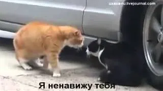 Прикольные кошки   Два кота орут на друга  Забавно смотреть!!