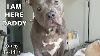 Funny Pitbull Dog Talking And Gets His New Toy