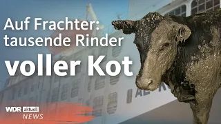 Tierschutz-Skandal in Kapstadt? Riesiger Frachter mit 19.000 Rindern | WDR Aktuelle Stunde