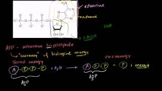 Introduction to ATP, Adenosine Triphosphate, Khan Academy