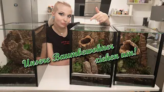 Unsere Baumbewohner ziehen um! 🕷 | Vogelspinnen 🕸 | Liliths Colorful Garden