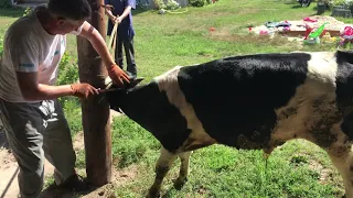 Забой быка 300 кг./slaughter of a bull 300 kg.