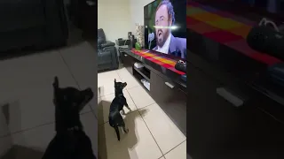 DOG SINGING PAVAROTTI!