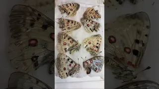 Колекція метеликів Parnassius, Papilionidae. Як збирати та зберігати рідкісних метеликів?