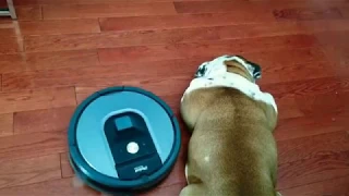 Warning! Roomba attacks sleeping dog the sequel