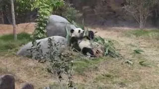 Giant and Red Pandas (Ocean Park Hong Kong) / Большая и Малая Панды (Ocean Park)