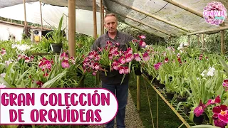 Colección de ORQUÍDEAS con 5000 especies ¡ESTO ES IMPRESIONANTE! │Candy Bu