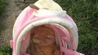 Girl, Cat... and Dummy (Девочка, кот и соска)