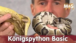 Königspython Basic | Python regius | Reptil TV