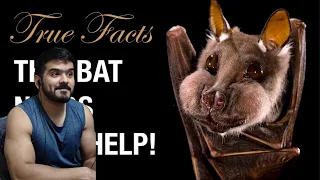 True Facts: Help The Bats! (zefrank1) CG Reaction