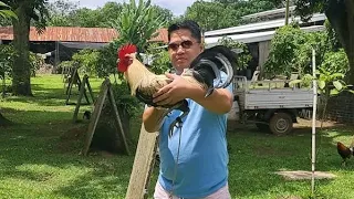 FARM VISIT AT MGA QUALITY NA GREY LINES NI MR. DOYET LAPIDO NG DL GAMEFARM SA DAVAO CITY PHILIPPINES