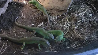 Кормление самцов прыткой ящерицы (Lacerta agilis) в общем террариуме