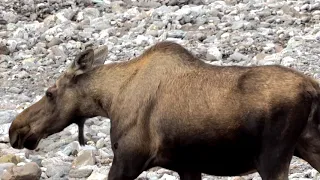 A Day in Denali - Our Tundra Wilderness Tour