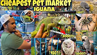 Mumbai Cheap pet 🐕 Market 2023 | Pet Market Mumbai | Crawford Market || Iguana,American grey, birds