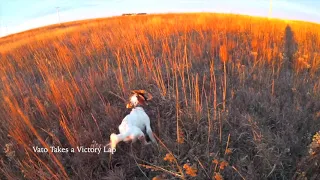 Incredible Dog Work Pheasant Hunting Nebraska