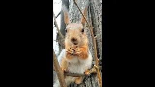 Забавная белка, похожая на кузнечика / Funny squirrel that looks like a grasshopper