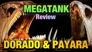 REVIEW 2 PREDATOR FISH IN MEGATANK AQUARIUM - PAYARA & GOLDEN DORADO