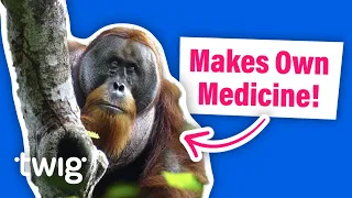 This Orangutan Uses a Special Method to Heal its Wound! | Twig Science Reporter