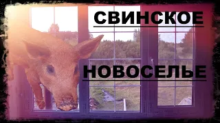 ЭТО ЛУЧШИЙ ВИД ИЗ ОКНА! НОВОСЕЛЬЕ СВИНЁНКА!