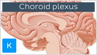 Choroid plexus (Plexus Choroideus) - Human Anatomy | Kenhub