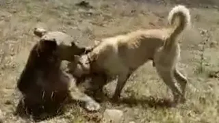 Kangal Dog vs Bear in real Fight | Livestock Guardian dog in Action