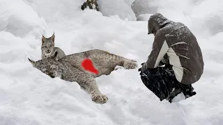 Man rescues crying lynx cub and dying mother, receives unbelievable reward!