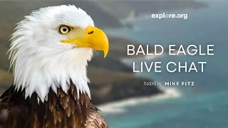 Bald Eagle Restoration on the Channel Islands | Live Chat