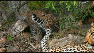 Lion and Leopard Cubs in One Day! (Mbiri Pride and Saseka) | The Virtual Safari #276